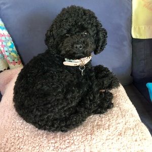 Meet your Posher, Riley